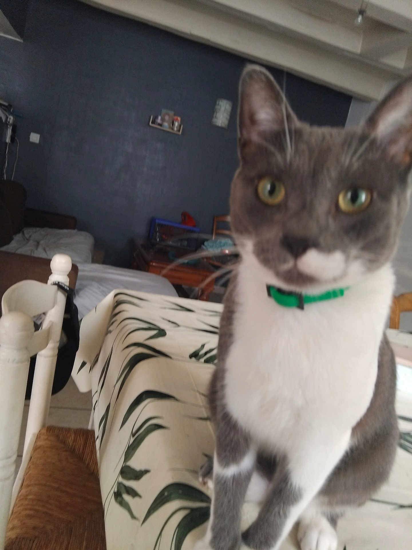 Whisky participe au concours pour gagner de l'argent avec cette photo : animal, cat, chair, close_up, collar, couch, domestic_cat, ears, eyes, furniture, gray_cat, indoor, leaf_pattern, pet, room, table, tablecloth, wall, whiskers, white_cat
