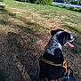 dog, black_and_white, orange_harness, grass, lake, trees, outdoor, sunny, panting, canine, pet, nature, leash, animal, summer, park, side_view, tongue_out, happy, daytime