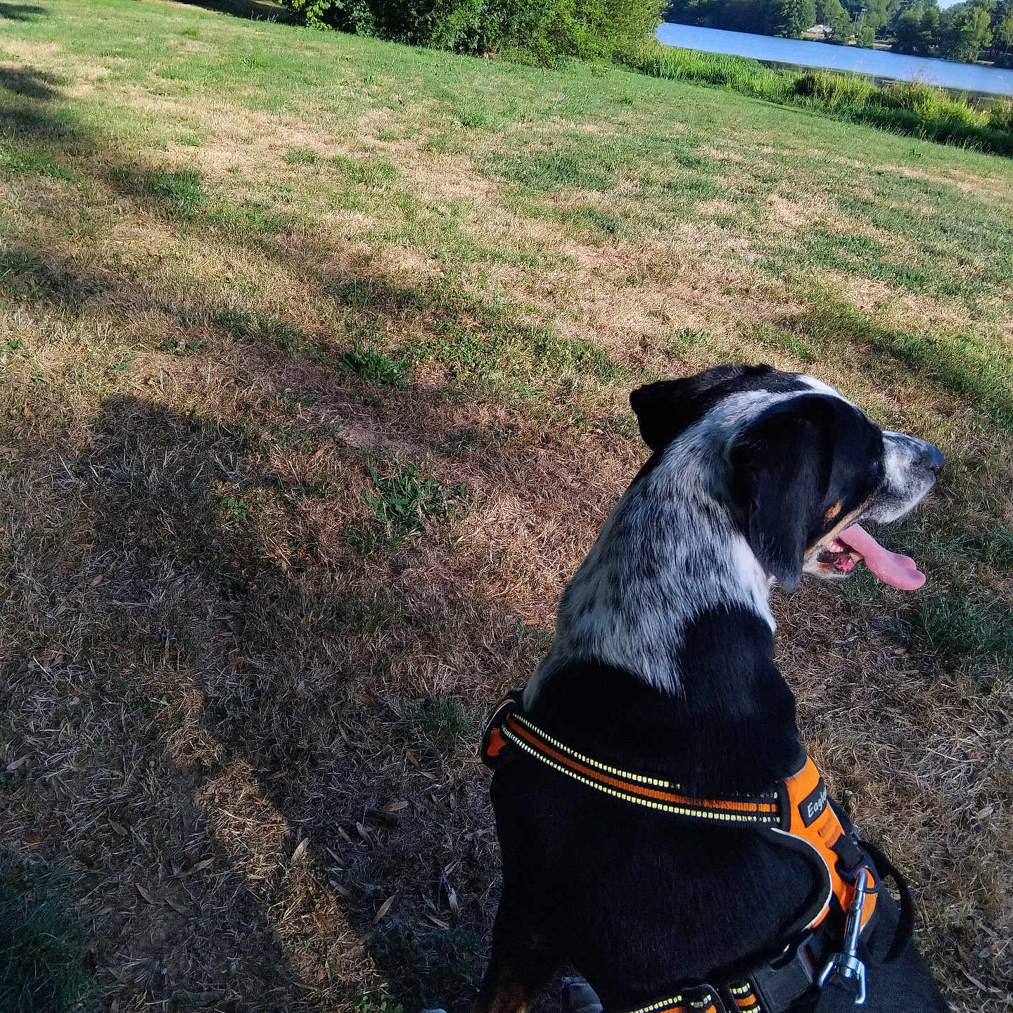 Mozart a rejoint le concours — aidez-le/la à gagner de superbes lots ! animal, black_and_white, canine, daytime, dog, grass, happy, lake, leash, nature, orange_harness, outdoor, panting, park, pet, side_view, summer, sunny, tongue_out, trees