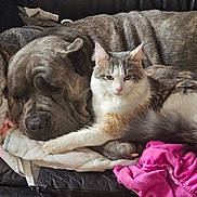 Macy joined the competition — help win amazing prizes! animal, blanket, cat, companion, couch, cozy, dog, friendship, fur, furry, indoor, leather_couch, mammal, paw, pet, pink_blanket, relaxed, resting, sleeping, white_cat