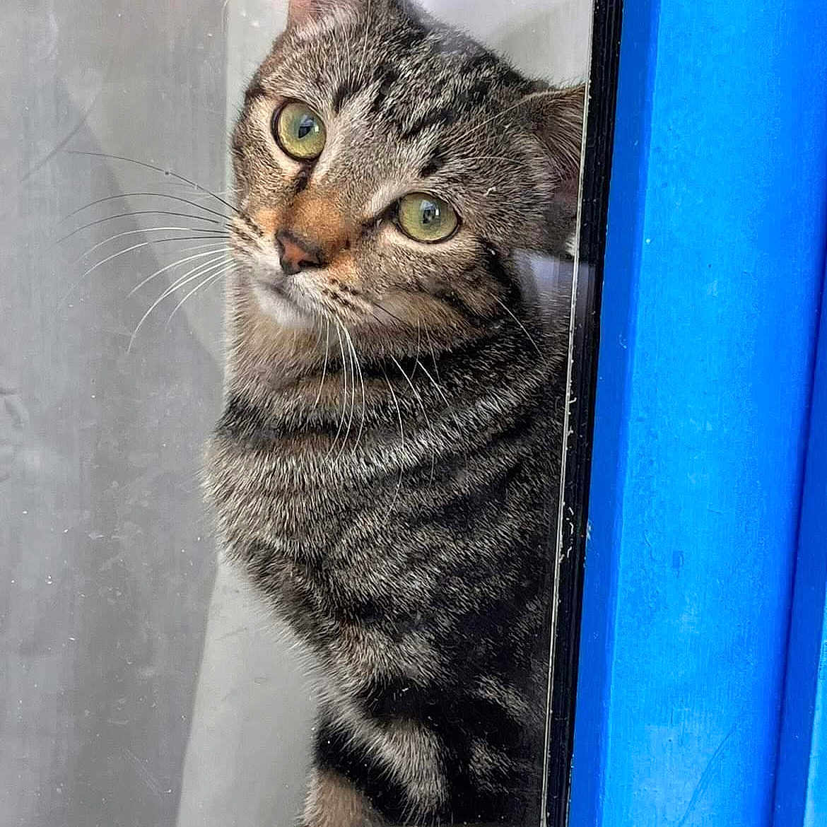 Moon a rejoint le concours — aidez-le/la à gagner de superbes lots ! animal, blue_frame, cat, closeup, curious, cute, domestic_cat, fur, glass, green_eyes, indoor, looking, mammal, pet, portrait, reflection, striped, tabby, whiskers, window