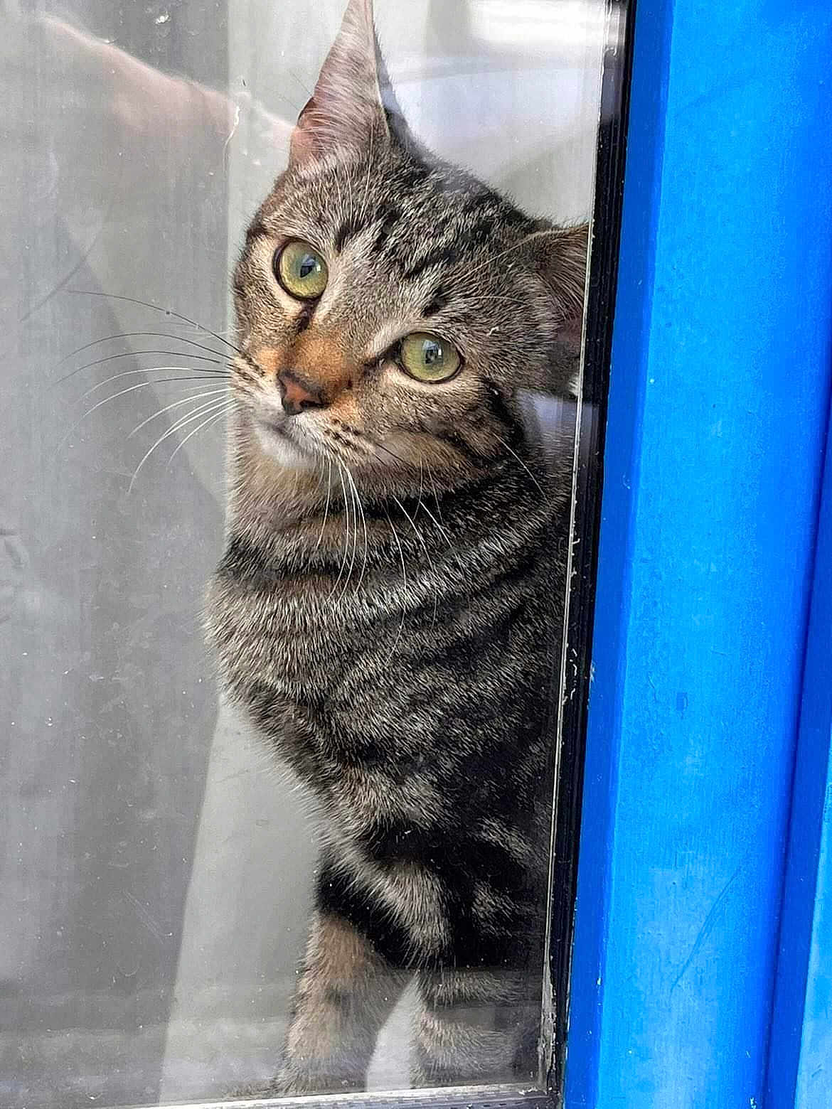 Moon a rejoint le concours — aidez-le/la à gagner de superbes lots ! animal, blue_frame, cat, closeup, curious, cute, domestic_cat, fur, glass, green_eyes, indoor, looking, mammal, pet, portrait, reflection, striped, tabby, whiskers, window