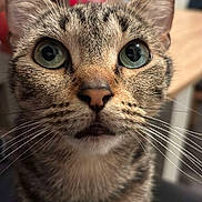 Moon a rejoint le concours — aidez-le/la à gagner de superbes lots ! animal, blurred_background, cat, close_up, curious, cute, domestic_cat, ears, face, feline, fur, green_eyes, indoor, looking, mouth, nose, pet, portrait, tabby, whiskers