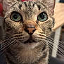 animal, blurred_background, cat, close_up, curious, cute, domestic_cat, ears, face, feline, fur, green_eyes, indoor, looking, mouth, nose, pet, portrait, tabby, whiskers