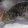 Moon a rejoint le concours — aidez-le/la à gagner de superbes lots ! animal, bed, cat, closeup, comfort, cozy, cute, domestic, fur, hand, human, indoor, night, pet, relaxation, resting, sleepy, striped_bedspread, tabby, whiskers