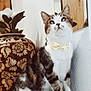 cat, tabby, bow_tie, vase, flower, indoor, curious, pet, feline, decor, pattern, portrait, animal, closeup, cute, domestic, sitting, whiskers, ears, fur