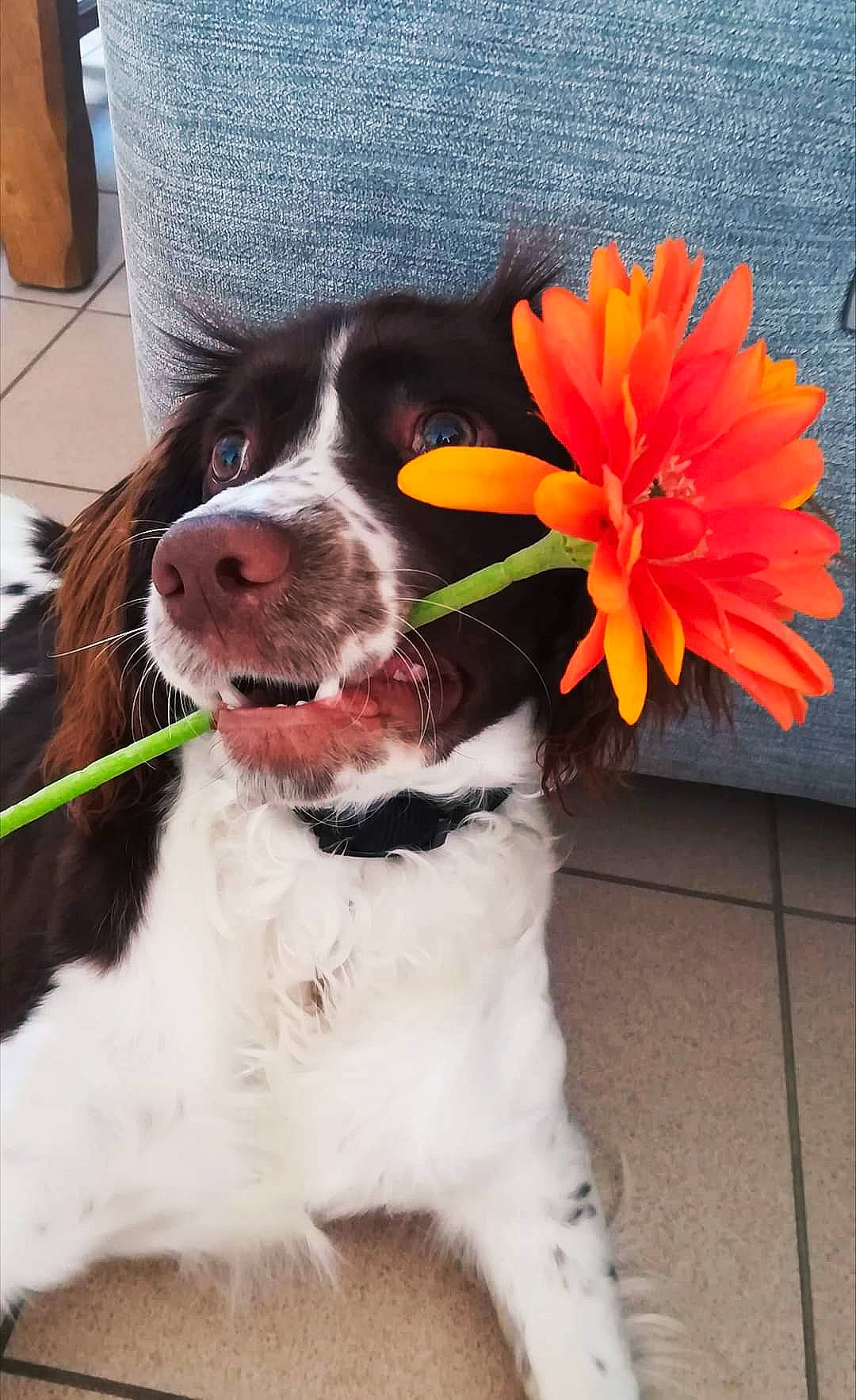 Barney a rejoint le concours — aidez-le/la à gagner de superbes lots ! carnivore, cavalier_king_charles_spaniel, collar, companion_dog, dog, dog_breed, dog_collar, fashion_accessory, fawn, flower, foot, fur, leash, liver, paw, petal, snout, spaniel, sporting_group, working_animal