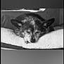 dog, sleeping, blanket, cozy, resting, fur, pet, indoors, calm, peaceful, cute, animal, nap, closeup, portrait, soft, relaxation, companion, quiet, snug
