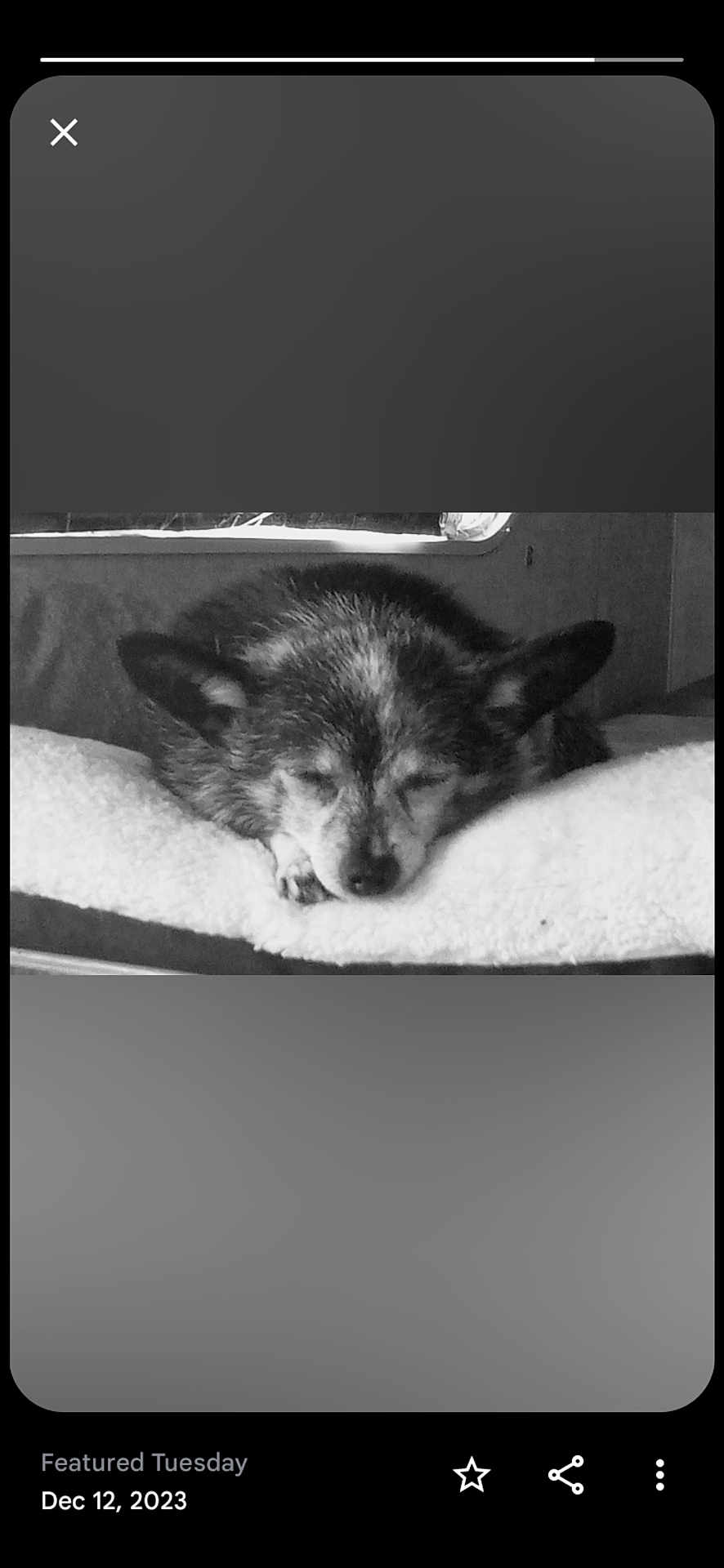 Oddsocks is registered to the contest to win money with this photo: dog, sleeping, blanket, cozy, resting, fur, pet, indoors, calm, peaceful, cute, animal, nap, closeup, portrait, soft, relaxation, companion, quiet, snug