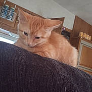 Carly is registered to the contest to win money with this photo: kitten, orange_cat, indoor, furniture, kitchen, curious, pet, animal, soft_fur, young_cat, household, domestic_cat, cozy, wooden_cabinets, container, resting, looking_down, cute, small_animal, feline