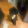 Daisy May is registered to the contest to win money with this photo: dog, black_dog, white_dog, bandana, wooden_floor, kitchen, pet_bowl, cleaning_supplies, mop, broom, trash_can, indoor, flooring, pet, animal, curly_fur, domestic, companion, cute, two_dogs
