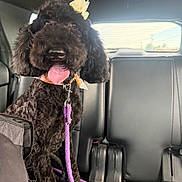 Daisy May joined the competition — help win amazing prizes! dog, poodle, black_dog, pet, leash, car_interior, backseat, seat, tongue_out, bow, happy, fur, animal, canine, vehicle, window, sunlight, collar, cute, indoor
