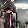 dog, poodle, black_dog, pet, leash, car_interior, backseat, seat, tongue_out, bow, happy, fur, animal, canine, vehicle, window, sunlight, collar, cute, indoor