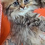 kitten, cat, fluffy, fur, blue_eyes, tattoo, arm, orange_background, pet, animal, cute, portrait, close_up, feline, young, domestic_animal, whiskers, face, holding, indoor