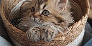 Eden participe au concours pour gagner de l'argent avec cette photo : kitten, cat, basket, fluffy, cute, pet, animal, feline, cozy, indoor, woven_basket, curious_eyes, soft_fur, closeup, domestic_cat, resting, cute_pet, young_cat, furry, adorable
