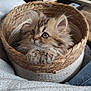 kitten, cat, basket, fluffy, cute, pet, animal, feline, cozy, indoor, woven_basket, curious_eyes, soft_fur, closeup, domestic_cat, resting, cute_pet, young_cat, furry, adorable