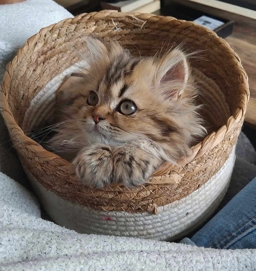 Eden participe au concours pour gagner de l'argent avec cette photo : kitten, cat, basket, fluffy, cute, pet, animal, feline, cozy, indoor, woven_basket, curious_eyes, soft_fur, closeup, domestic_cat, resting, cute_pet, young_cat, furry, adorable