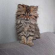 Eden participe au concours pour gagner de l'argent avec cette photo : kitten, cat, fluffy, pet, animal, feline, sitting, indoor, couch, fur, cute, small, young, whiskers, ears, eyes, face, texture, wall, clock