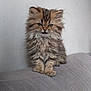 kitten, cat, fluffy, pet, animal, feline, sitting, indoor, couch, fur, cute, small, young, whiskers, ears, eyes, face, texture, wall, clock