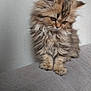 Eden a rejoint le concours — aidez-le/la à gagner de superbes lots ! kitten, cat, fluffy, pet, animal, feline, cute, small, brown, gray_couch, indoor, domestic, young, fur, whiskers, ears, sitting, looking_down, soft_light, texture