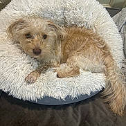 Chi Chi joined the competition — help win amazing prizes! dog, pet_bed, fluffy, light_brown, curled_up, relaxed, cozy, indoor, fur, tail, bed, quilted, cushion, comfort, resting, animal, canine, home, soft, sleepy