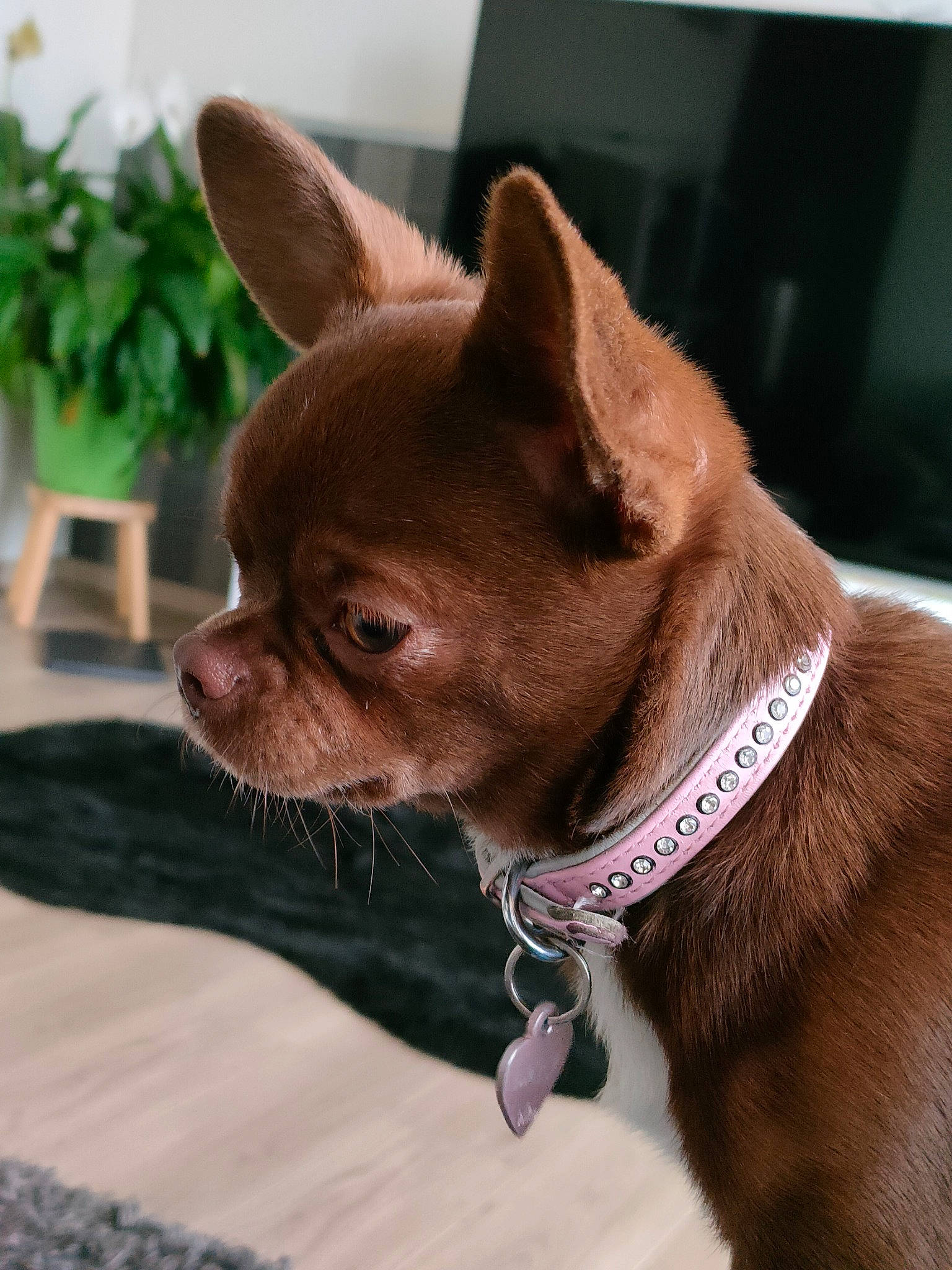 Daisy participe au concours pour gagner de l'argent avec cette photo : carnivore, collar, companion_dog, dog, dog_breed, dog_collar, ear, fawn, flowerpot, houseplant, liver, pet_supply, plant, snout, sporting_group, terrestrial_animal, toy_dog, whiskers, working_animal, wrinkle