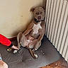 Vaïa participe au concours pour gagner de l'argent avec cette photo : dog, sitting, indoor, tile_floor, radiator, person_hand, slipper, brown_dog, relaxed, corner, wall, flooring, paw, collar, resting, pet_bed, casual, room, human_interaction, quiet