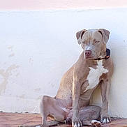 Vaïa participe au concours pour gagner de l'argent avec cette photo : dog, pet, animal, sitting, wall, tile, outdoor, brown_dog, white_patch, collar, paw, canine, resting, looking_away, quiet, calm, fur, ears, snout, side_view