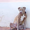 dog, pet, animal, sitting, wall, tile, outdoor, brown_dog, white_patch, collar, paw, canine, resting, looking_away, quiet, calm, fur, ears, snout, side_view