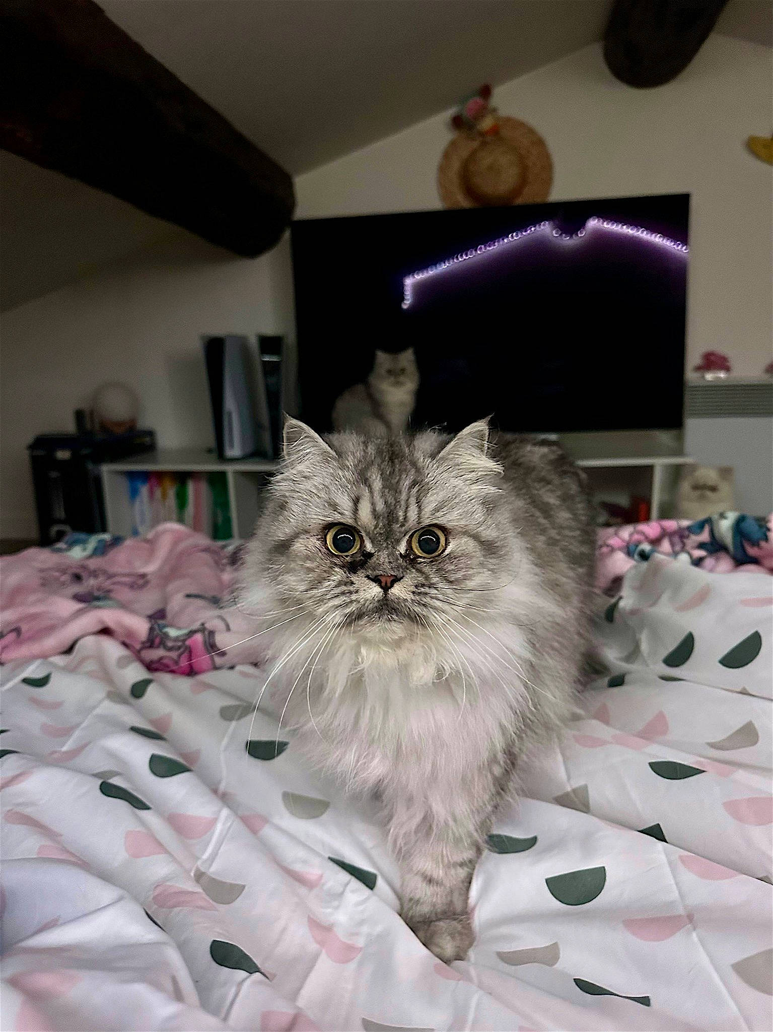 Freyja a rejoint le concours — aidez-le/la à gagner de superbes lots ! british_longhair, cabinetry, carnivore, cat, comfort, drawer, felidae, flooring, fur, picture_frame, plant, room, shelf, small_to_medium_sized_cats, whiskers