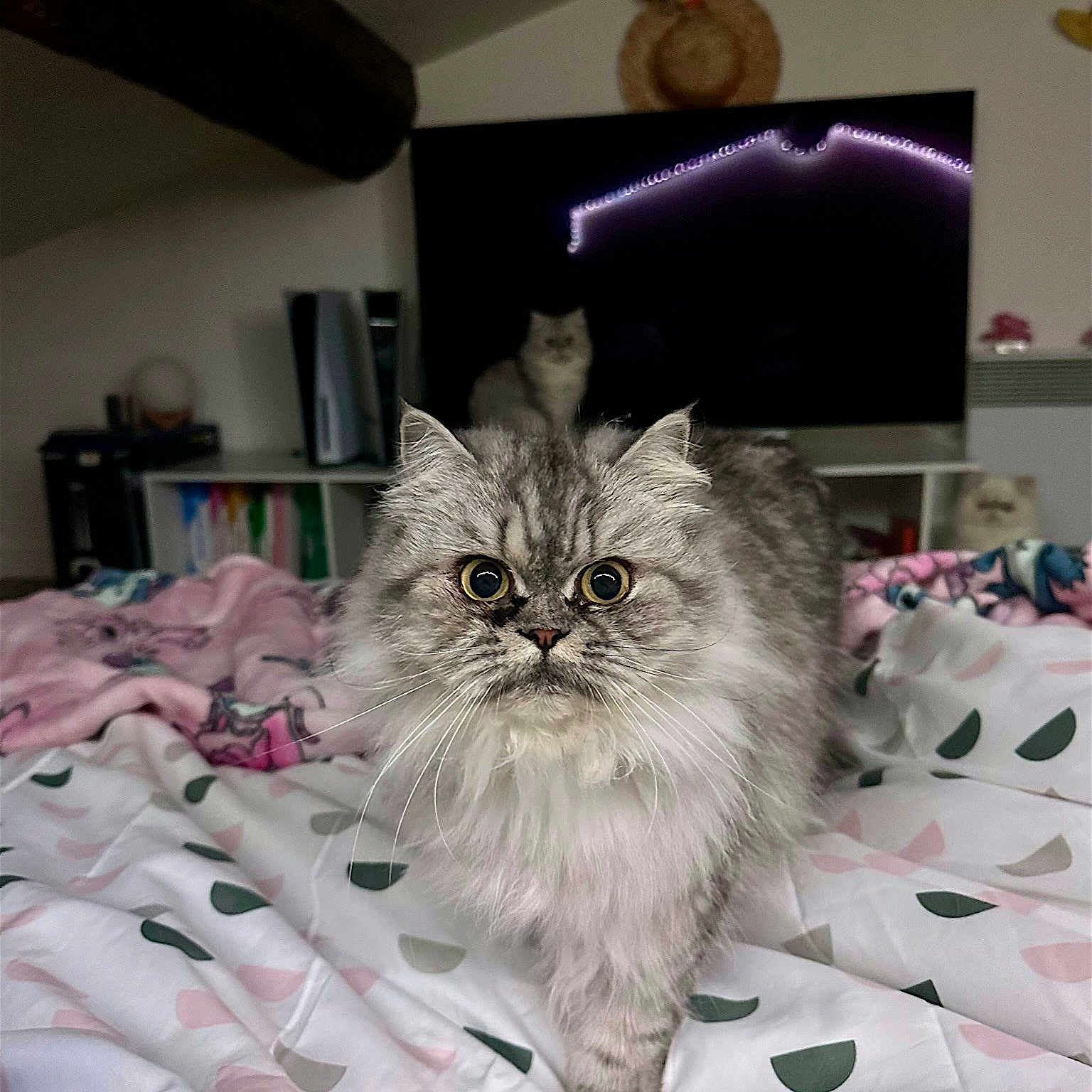 Freyja