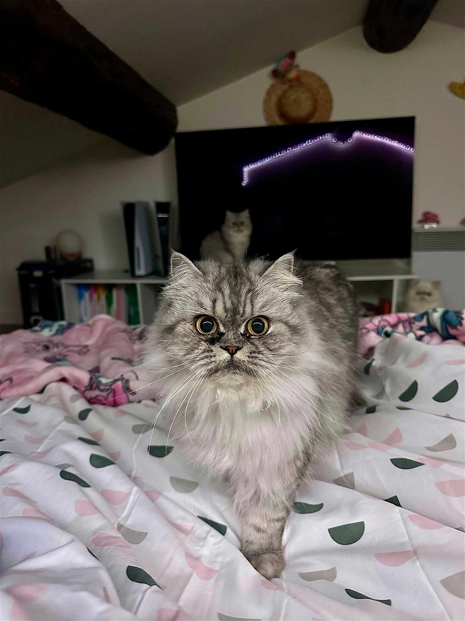 Freyja