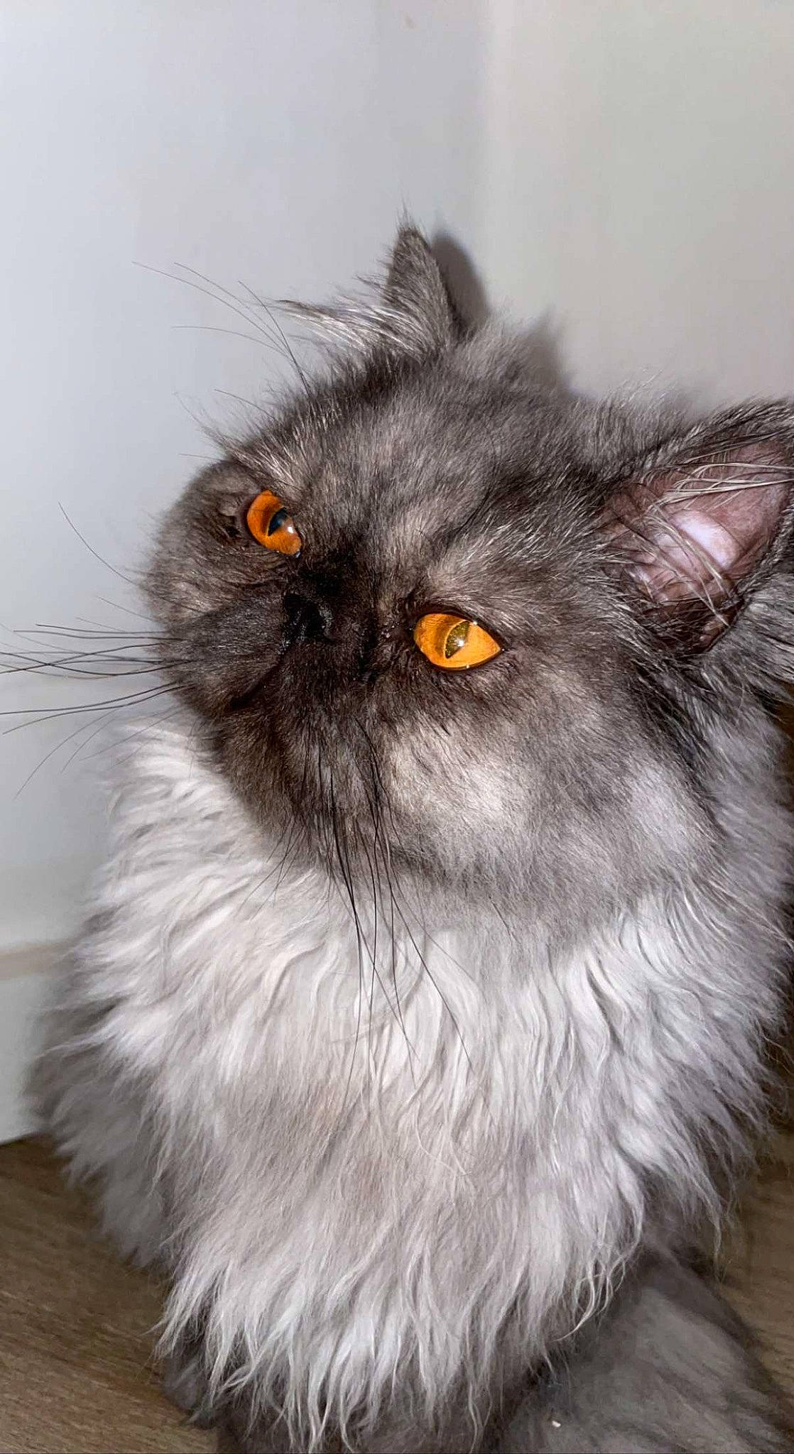 Kratos a rejoint le concours — aidez-le/la à gagner de superbes lots ! british_longhair, carnivore, cat, close_up, fawn, felidae, fur, grey, hardwood, persian, small_to_medium_sized_cats, snout, tail, terrestrial_animal, whiskers, wood