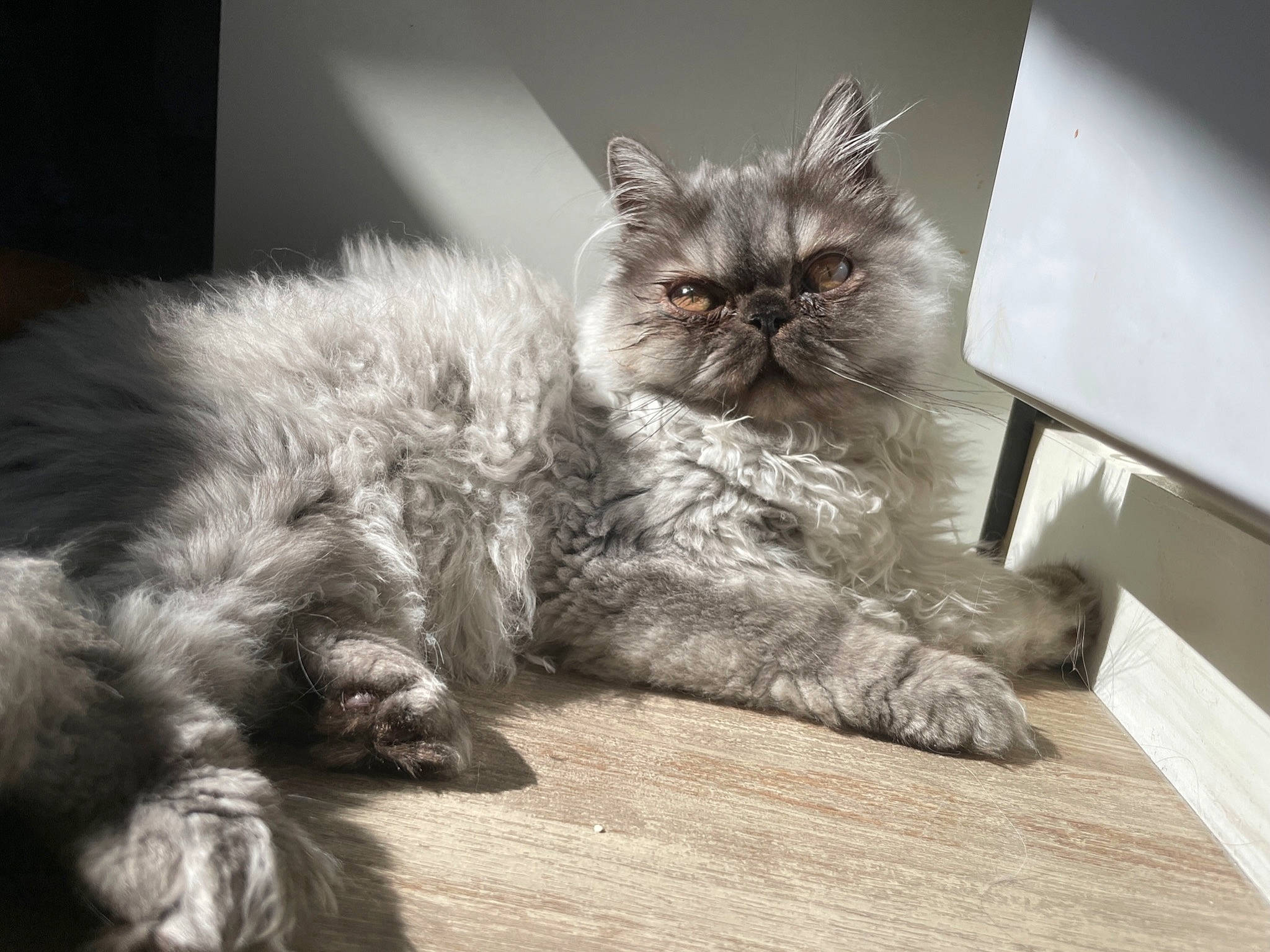 Kratos a rejoint le concours — aidez-le/la à gagner de superbes lots ! carnivore, cat, claw, comfort, felidae, flooring, fur, grey, hardwood, monochrome, monochrome_photography, paw, sitting, small_to_medium_sized_cats, snout, tail, terrestrial_animal, whiskers, wood, wood_flooring