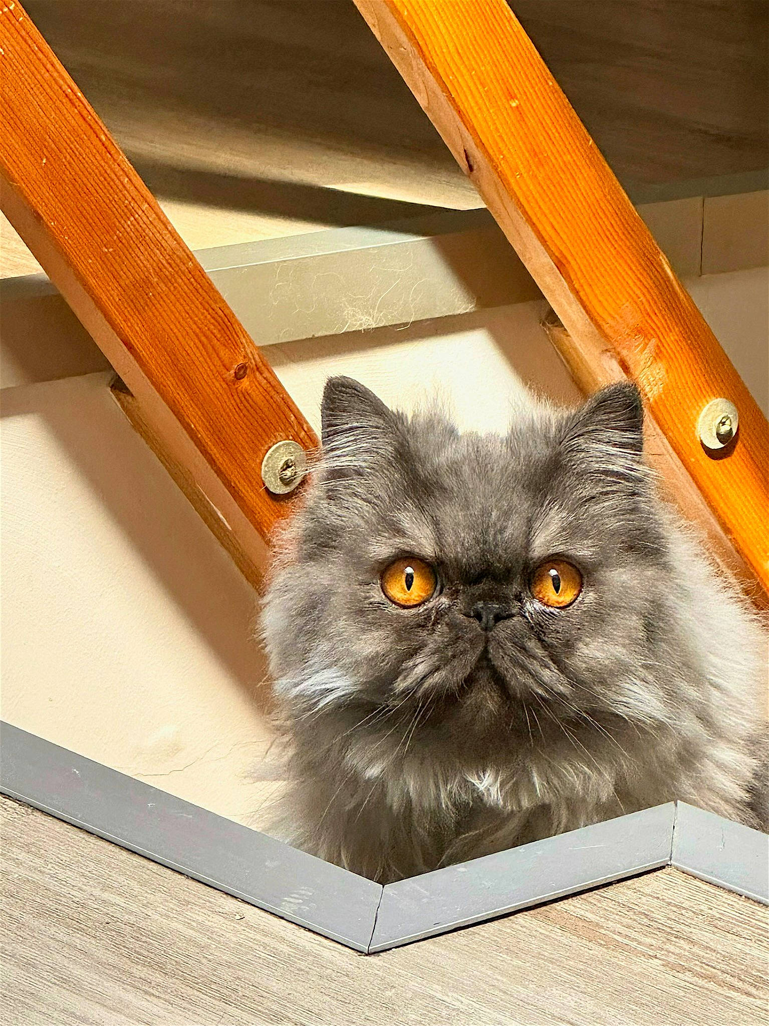 Kratos participe au concours pour gagner de l'argent avec cette photo : art, box, carnivore, cat, domestic_short_haired_cat, fawn, felidae, fur, grey, hardwood, mammal, mirror, publication, small_to_medium_sized_cats, snout, terrestrial_animal, vertebrate, whiskers, wood, wood_stain