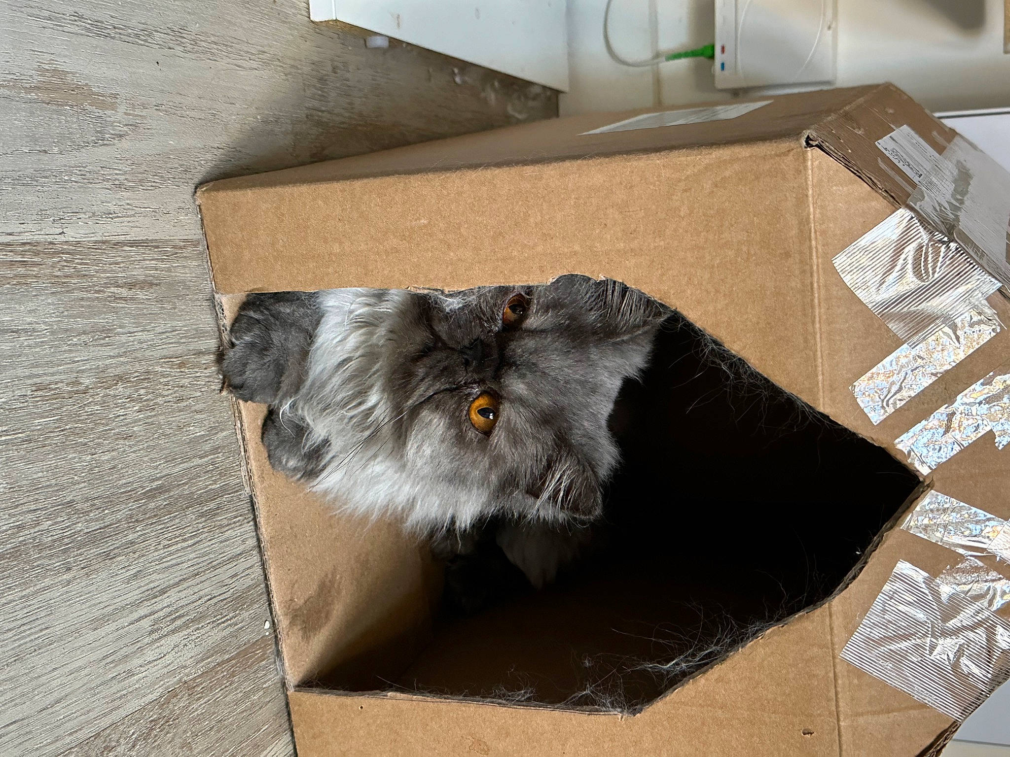 Kratos a rejoint le concours — aidez-le/la à gagner de superbes lots ! art, black_cat, box, carnivore, cat, comfort_food, domestic_short_haired_cat, felidae, flooring, fur, grey, hardwood, rectangle, small_to_medium_sized_cats, snout, table, tail, terrestrial_animal, whiskers, wood