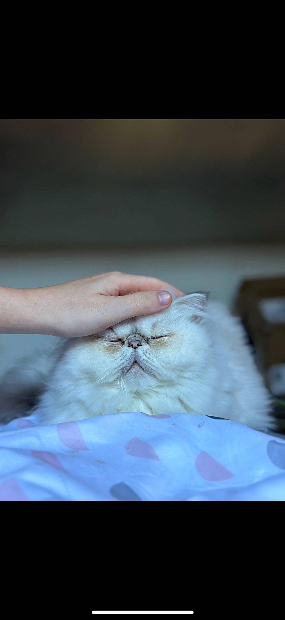 Arya a rejoint le concours — aidez-le/la à gagner de superbes lots ! carnivore, cat, comfort, dress, fawn, felidae, formal_wear, fur, head, nail, plant, sitting, small_to_medium_sized_cats, tree, whiskers, wood