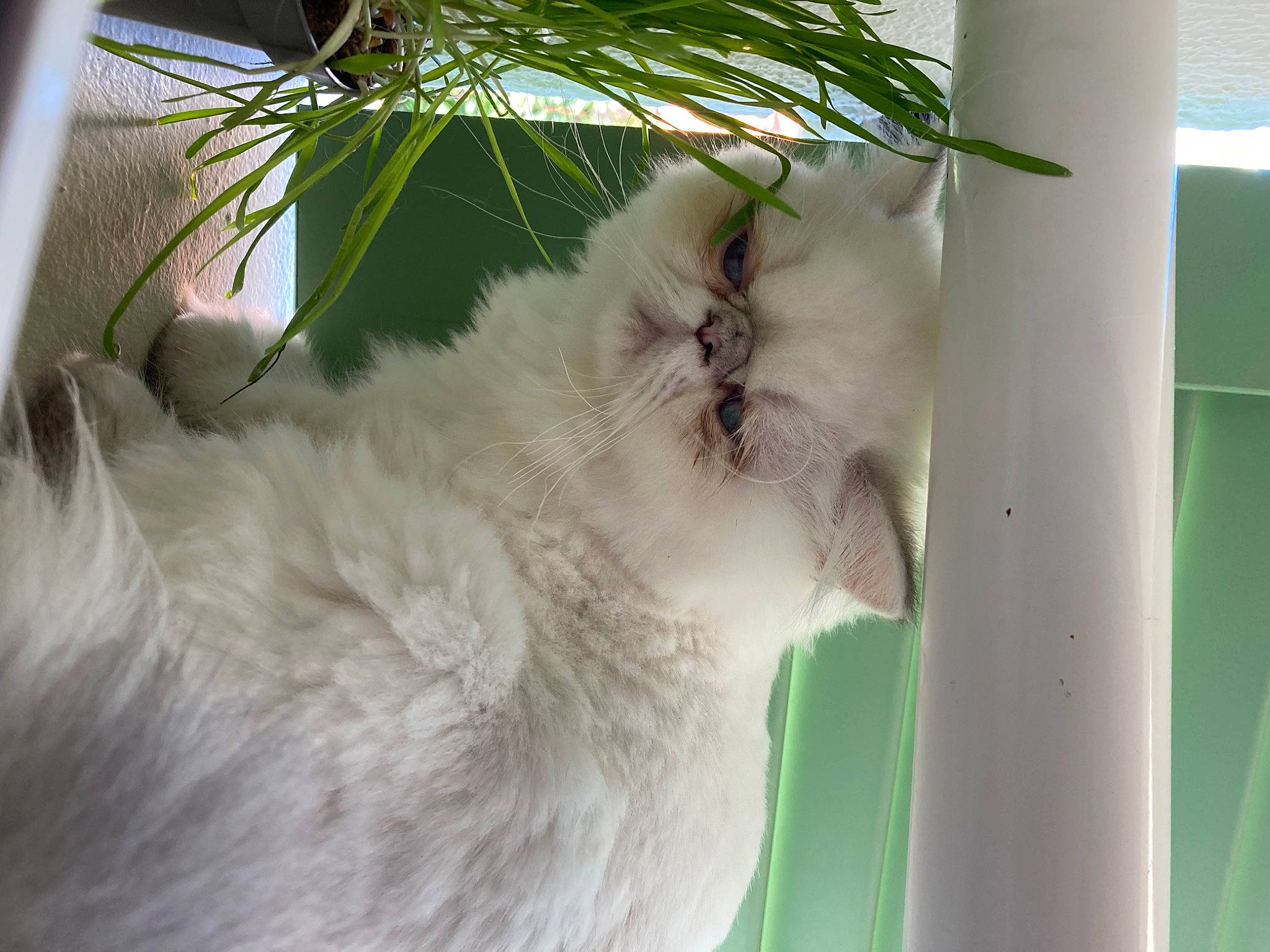 Arya a rejoint le concours — aidez-le/la à gagner de superbes lots ! carnivore, cat, conifer, domestic_short_haired_cat, event, felidae, fir, fur, herb, houseplant, palm_tree, pine, plant, room, small_to_medium_sized_cats, tail, tree, twig, whiskers, window
