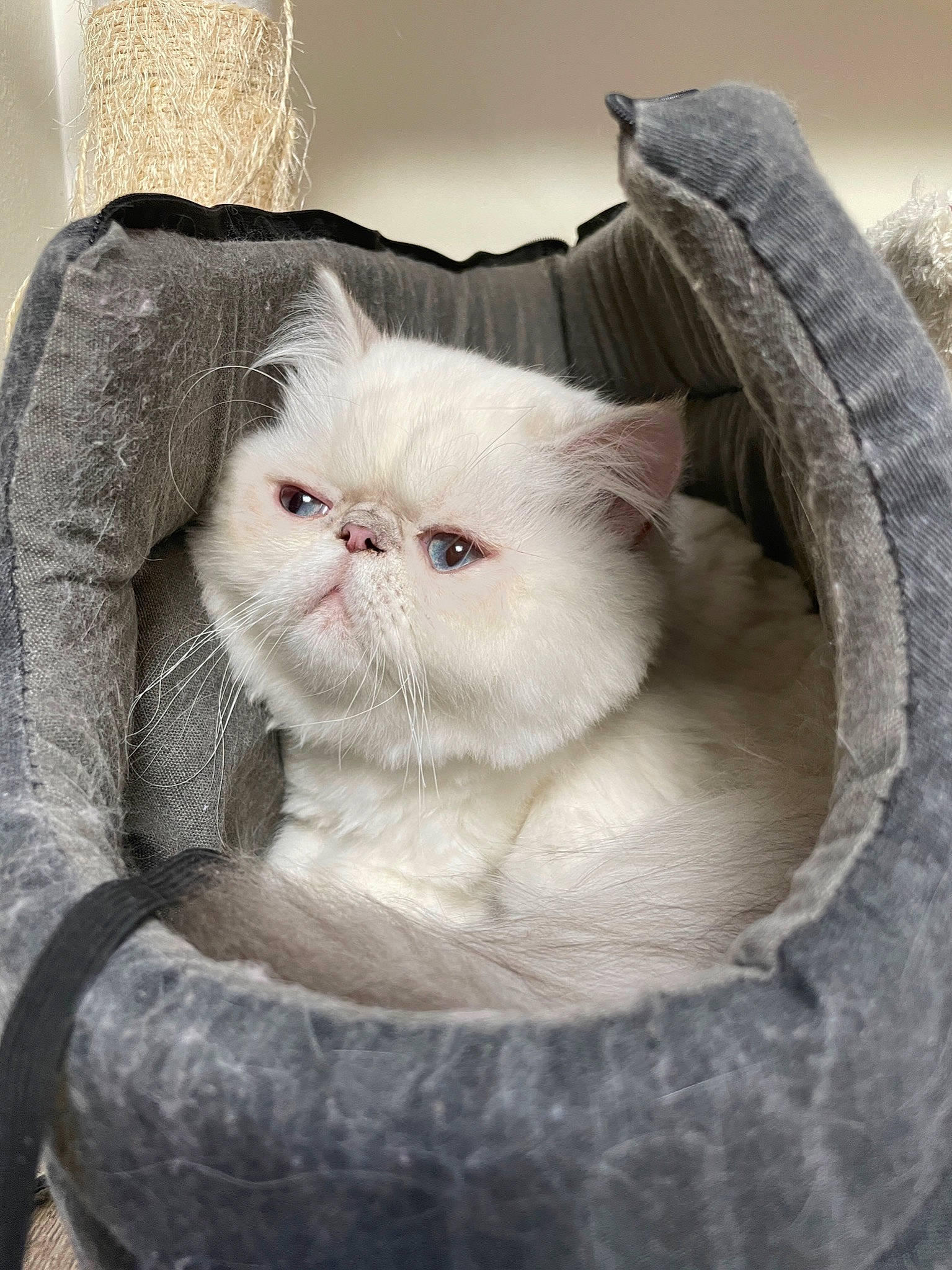 Arya participe au concours pour gagner de l'argent avec cette photo : carnivore, cat, comfort, fawn, felidae, fur, linens, small_to_medium_sized_cats, snout, terrestrial_animal, whiskers