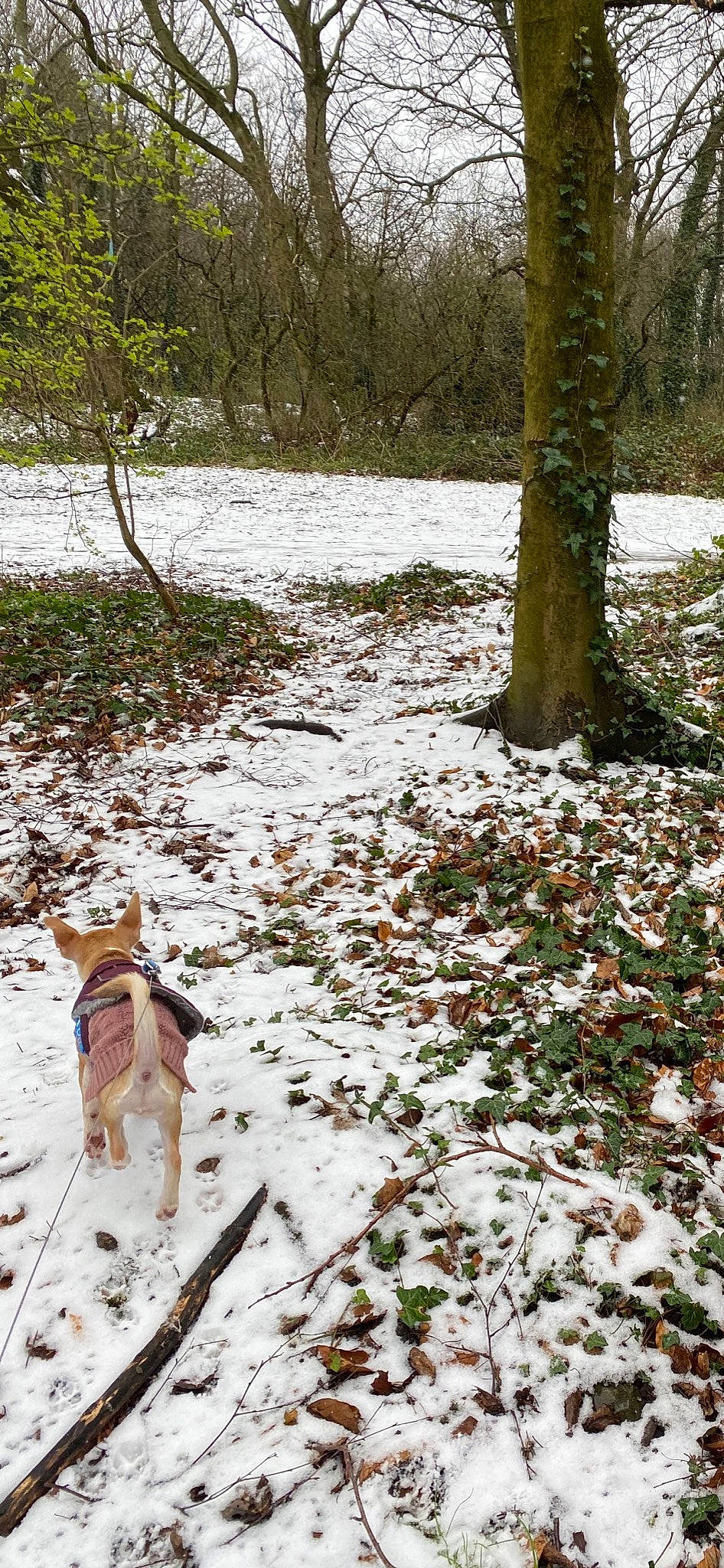 Winnie is registered to the contest to win money with this photo: carnivore, deciduous, dog, dog_breed, fawn, forest, freezing, grass, groundcover, landscape, natural_landscape, plant, snow, tail, tree, trunk, twig, winter, wood, woodland