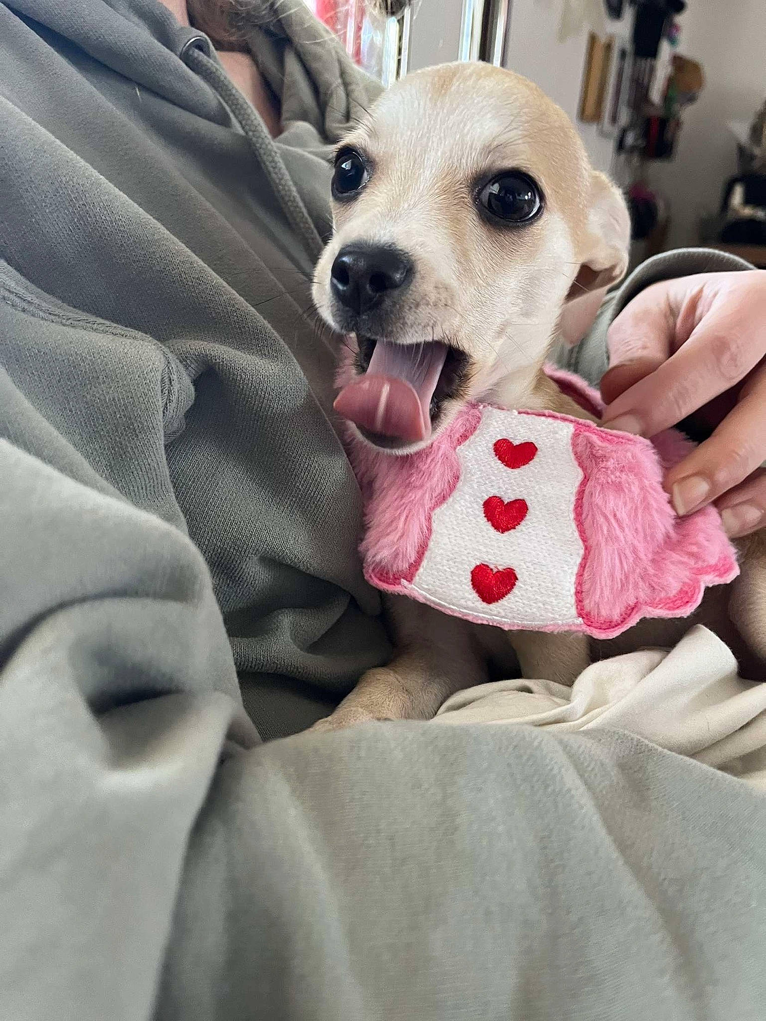 Winnie joined the competition — help win amazing prizes! canidae, carnivore, collar, comfort, companion_dog, dalmatian, dog, dog_breed, dog_clothes, dog_collar, dog_supply, fawn, fur, linens, plush, sleeve, snout, stuffed_toy, toy, whiskers