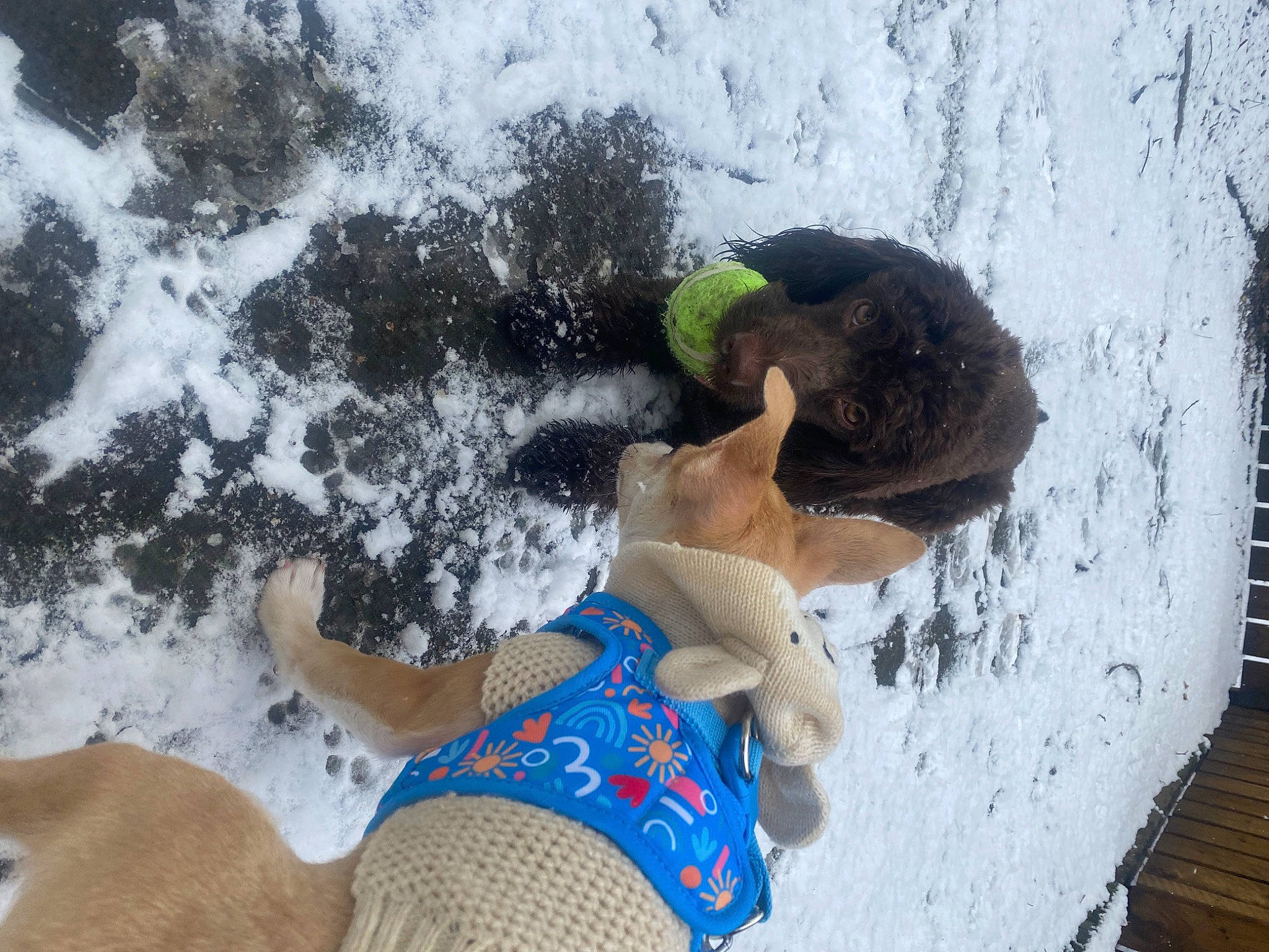 Winnie joined the competition — help win amazing prizes! adventure, foot, freezing, fun, fur, geological_phenomenon, glove, hat, human_leg, ice_cap, leisure, people_in_nature, playing_in_the_snow, recreation, sand, snow, sporting_group, swimwear, vacation, winter