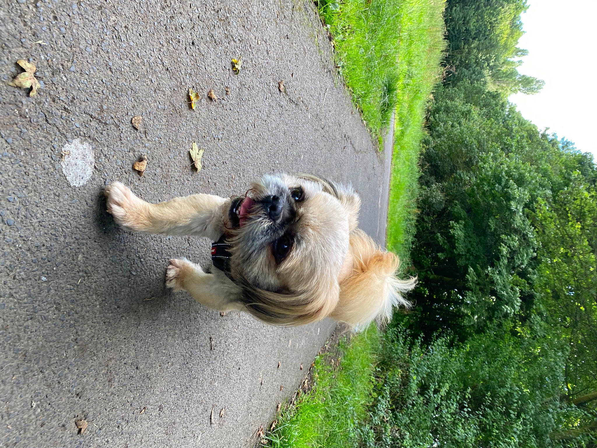 Archie is registered to the contest to win money with this photo: asphalt, canidae, carnivore, companion_dog, dog, dog_breed, fawn, felidae, grass, paw, plant, road_surface, sky, snout, soil, sporting_group, tail, toy_dog, tree, working_animal