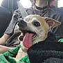 Dolly joined the competition — help win amazing prizes! dog, small_dog, tongue_out, blanket, person, car_interior, seatbelt, happy, pet, animal, closeup, cozy, lap, jewelry, hand, casual_clothing, ear, mouth, fur, companion
