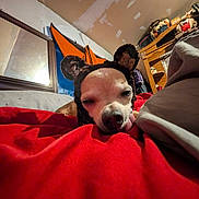 Dolly is registered to the contest to win money with this photo: dog, sleeping, hat, red_blanket, indoor, bedroom, mirror, furniture, stuffed_toy, wooden_shelf, cozy, pet, closeup, resting, canine, blanket, snug, low_angle, relaxed, cute