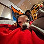 dog, sleeping, hat, red_blanket, indoor, bedroom, mirror, furniture, stuffed_toy, wooden_shelf, cozy, pet, closeup, resting, canine, blanket, snug, low_angle, relaxed, cute