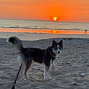 Ace participe au concours pour gagner de l'argent avec cette photo : dog, husky, beach, sunset, sand, ocean, leash, sky, water, sun, outdoor, animal, pet, nature, twilight, landscape, mammal, canine, evening, scenic