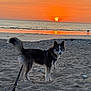 dog, husky, beach, sunset, sand, ocean, leash, sky, water, sun, outdoor, animal, pet, nature, twilight, landscape, mammal, canine, evening, scenic