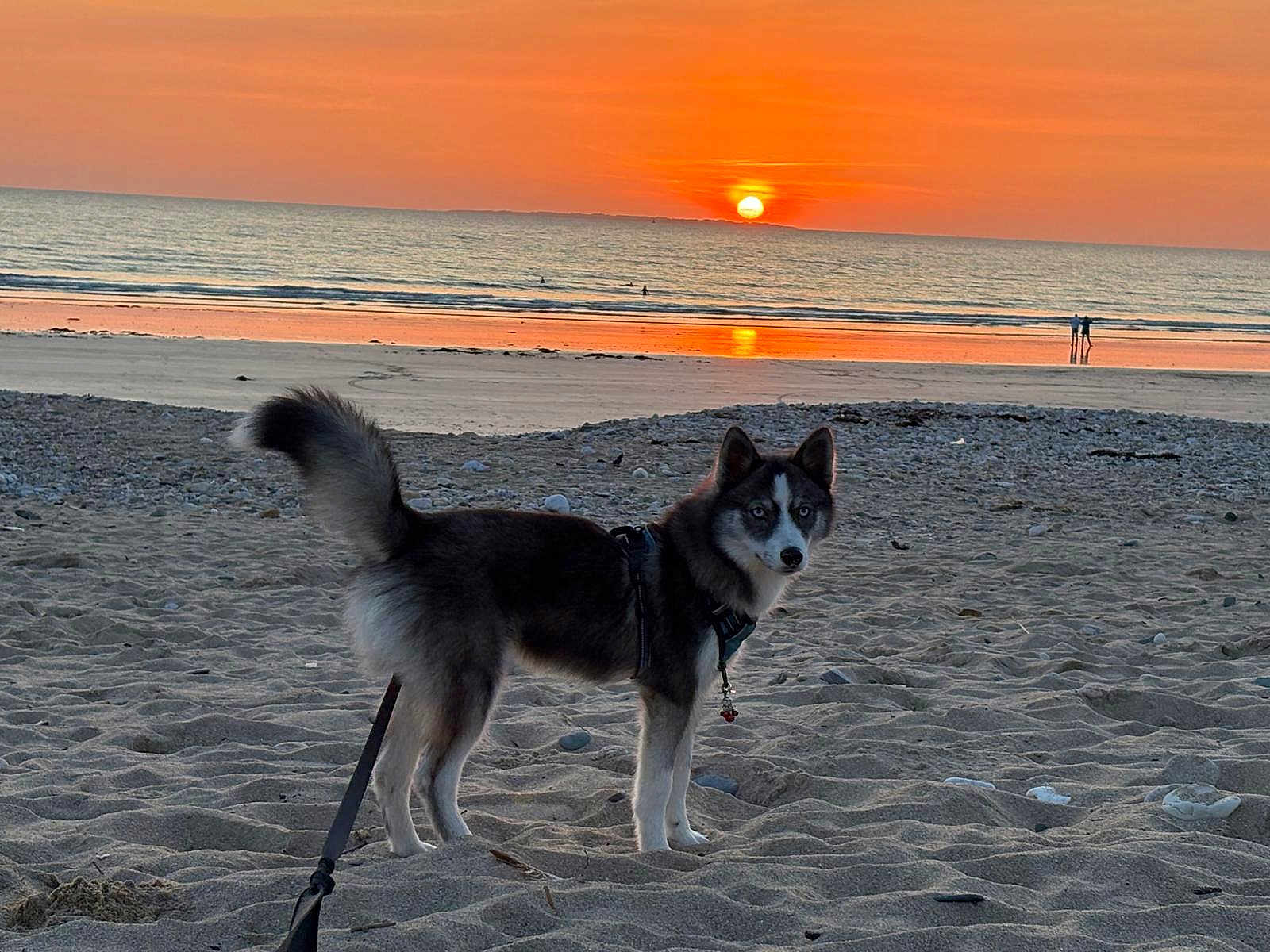 Ace participe au concours pour gagner de l'argent avec cette photo : dog, husky, beach, sunset, sand, ocean, leash, sky, water, sun, outdoor, animal, pet, nature, twilight, landscape, mammal, canine, evening, scenic