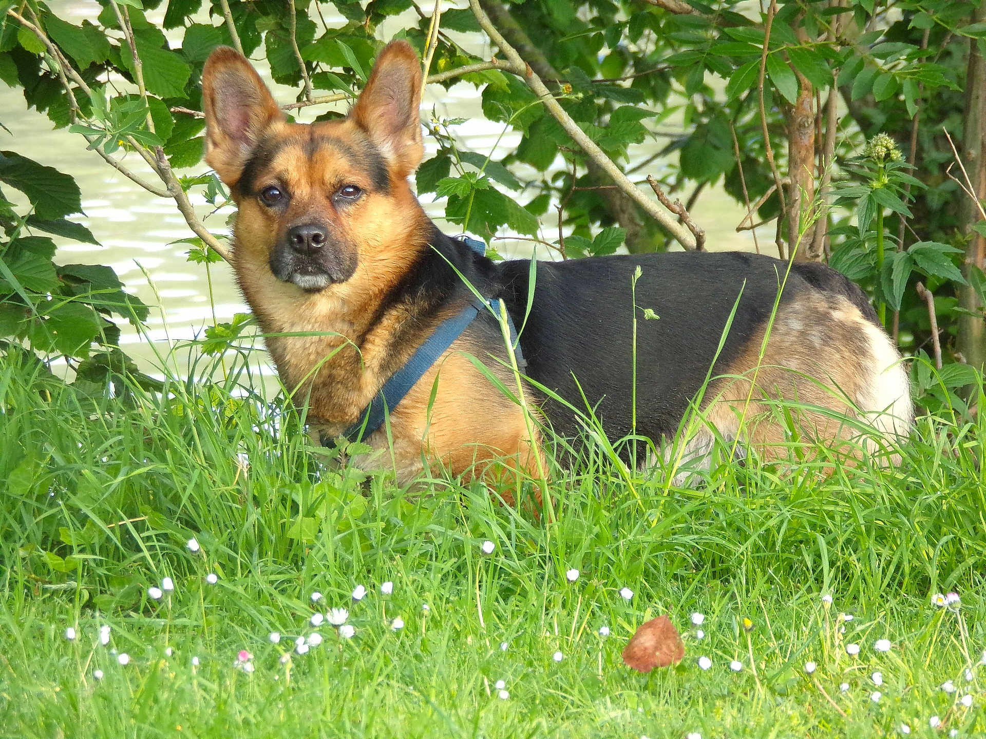 Rex participe au concours pour gagner de l'argent avec cette photo : dog, grass, flowers, leaves, nature, outdoor, animal, canine, ears, fur, greenery, water, bushes, portrait, alert, daylight, muzzle, snout, collar, pet